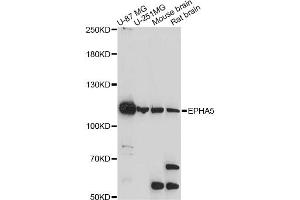 Western blot analysis of extracts of various cell lines, using EPHA5 antibody. (EPH Receptor A5 Antikörper)