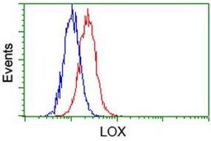 Image no. 2 for anti-Lysyl Oxidase (LOX) (AA 22-168) antibody (ABIN1491220) (LOX Antikörper  (AA 22-168))