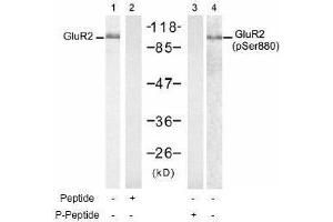 Image no. 1 for anti-Glutamate Receptor, Ionotropic, AMPA 2 (GRIA2) (pSer880) antibody (ABIN197063) (GRIA2 Antikörper  (pSer880))