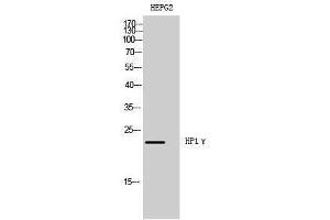 Western Blotting (WB) image for anti-Chromobox Homolog 3 (CBX3) (Tyr596), (Tyr600), (Tyr602), (Tyr614) antibody (ABIN3185080) (CBX3 Antikörper  (Tyr596, Tyr600, Tyr602, Tyr614))