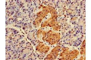 Immunohistochemistry of paraffin-embedded human pancreatic tissue using ABIN7167270 at dilution of 1:100 (RAB27A Antikörper  (AA 2-221))