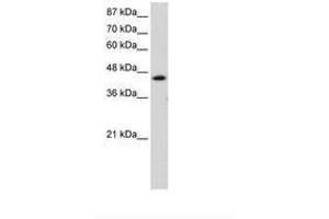 Image no. 1 for anti-General Transcription Factor IIH, Polypeptide 4, 52kDa (GTF2H4) (C-Term) antibody (ABIN202580)