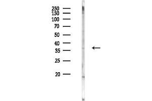 Western blot analysis of lysates from Hela cells(UV 30 min treatment), using OR5AR1 Antibody at 1/1000 dilution.