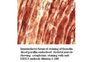 Image no. 1 for anti-Mitogen-Activated Protein Kinase Kinase 3 (MAP2K3) antibody (ABIN790902) (MAP2K3 Antikörper)