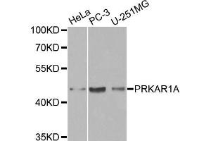 Western blot analysis of extracts of various cell lines, using PRKAR1A antibody (ABIN5970330) at 1/1000 dilution. (PRKAR1A Antikörper)