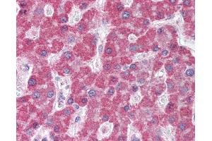 Anti-ABCC5 / MRP5 antibody IHC of human liver. (ABCC5 Antikörper  (AA 2-13))