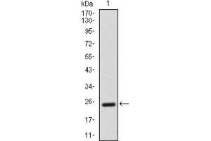 Western Blotting (WB) image for anti-Activated Leukocyte Cell Adhesion Molecule (ALCAM) (AA 405-524) antibody (ABIN1846220) (CD166 Antikörper  (AA 405-524))