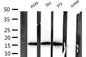 Western blot analysis of extracts of various celllines,using Histone H3 Antibody. (Histone 3 Antikörper)