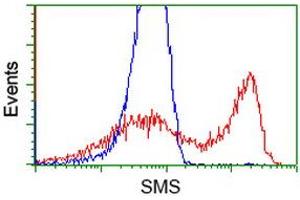 HEK293T cells transfected with either RC200619 overexpress plasmid (Red) or empty vector control plasmid (Blue) were immunostained by anti-SMS antibody (ABIN2454721), and then analyzed by flow cytometry. (SMS Antikörper)