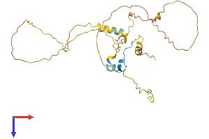 CITED2 Protein (AA 1-270) (His tag)