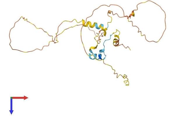 CITED2 Protein (AA 1-270) (His tag)