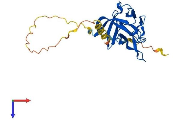 FGF11 Protein (AA 1-225) (His tag)