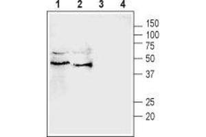 Western blot analysis of rat (lanes 1 and 3) and mouse (lanes 2 and 4) testis lysates:1,2. (Pannexin 3 (PANX3) Peptid)