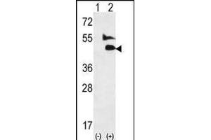 Western blot analysis of GDF2 (arrow) using rabbit polyclonal GDF2-K23 (ABIN388817 and ABIN2839135). (GDF2 Antikörper  (N-Term))