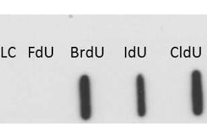 Western blot of Anti-BrdU antibody. (BrdU Antikörper)