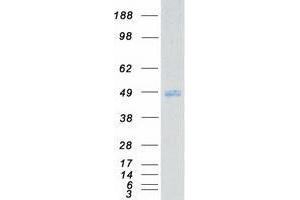 Western Blotting (WB) image for U2AF Homology Motif (UHM) Kinase 1 (UHMK1) protein (Myc-DYKDDDDK Tag) (ABIN2734999)