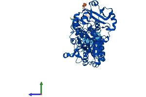 Protein Structure (PS) image for 3'-phosphoadenosine 5'-phosphosulfate Synthase 1 (PAPSS1) (AA 1-624) protein (His tag) (ABIN7554868)