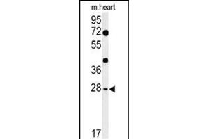 Western blot analysis of HES7 Antibody (N-term) (ABIN653667 and ABIN2843000) in mouse heart tissue lysates (35 μg/lane). (HES7 Antikörper  (N-Term))