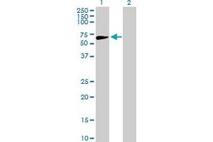 Western Blot analysis of APEX2 expression in transfected 293T cell line by APEX2 MaxPab polyclonal antibody. (APEX2 Antikörper  (AA 1-518))