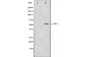 Western blot analysis on NIH-3T3 cell lysate using FLI1 Antibody,The lane on the left is treated with the antigen-specific peptide. (FLI1 Antikörper  (Internal Region))