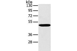 Western Blot analysis of Huvec cell using PPP2R3C Polyclonal Antibody at dilution of 1:400