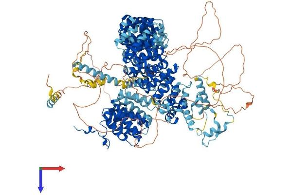 SF3B1 Protein (AA 1-1304) (His tag)