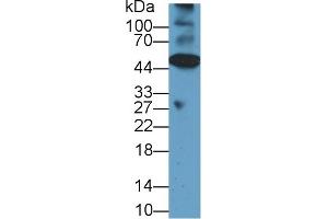 Western Blot; Sample: Mouse Heart lysate; Primary Ab: 1µg/ml Rabbit Anti-Rat CASP12 Antibody Second Ab: 0.