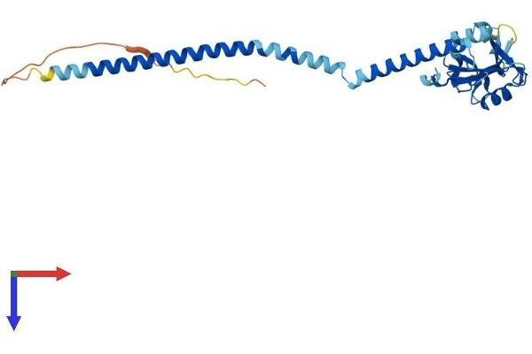 CLEC12B Protein (AA 1-275) (His tag)