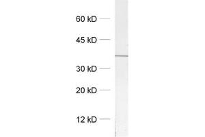 dilution: 1 : 1000, sample: crude synaptosomal fraction of rat brain (P2) (Syntaxin 12/13 (AA 1-250), (Cytoplasmic Domain) Antikörper)