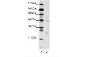Image no. 1 for anti-MAX Dimerization Protein 4 (MXD4) (N-Term) antibody (ABIN202068)