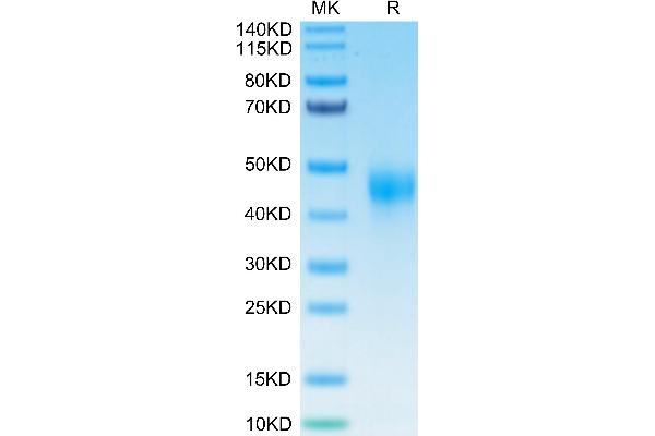 TFPI Protein (AA 29-282) (His-Avi Tag,Biotin)