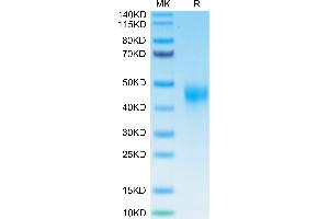 Biotinylated Human TFPI on Tris-Bis PAGE under reduced condition.