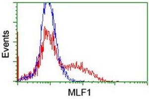 HEK293T cells transfected with either RC202774 overexpress plasmid (Red) or empty vector control plasmid (Blue) were immunostained by anti-MLF1 antibody (ABIN2455803), and then analyzed by flow cytometry. (MLF1 Antikörper)