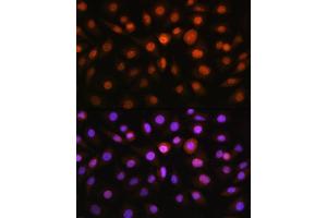 Immunofluorescence (IF) image for anti-DNA-Damage-Inducible Transcript 3 (DDIT3) (C-Term) antibody (ABIN3020710)