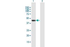 Western Blot analysis of AS3MT expression in transfected 293T cell line by AS3MT MaxPab polyclonal antibody. (AS3MT Antikörper  (AA 1-375))