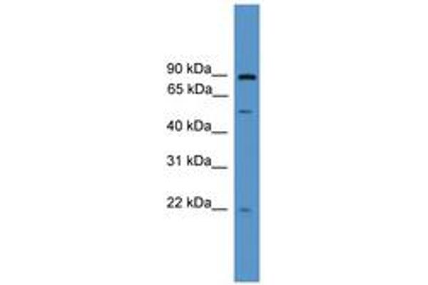 OAZ3 antibody  (AA 141-190)
