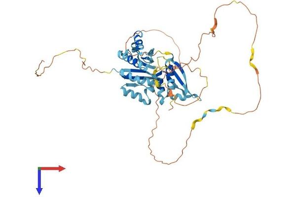 HNRNPK Protein (AA 1-463) (His tag)