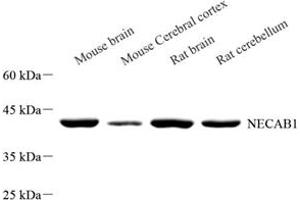 NECAB1 Antikörper