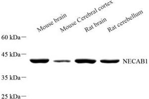 Western blot analysis of NECAB1 (ABIN7074753) at dilution of 1: 500 (NECAB1 Antikörper)