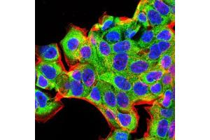 Immunofluorescence (IF) image for anti-Bone Morphogenetic Protein 2 (BMP2) (AA 283-396) antibody (ABIN5542284)