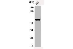 Western Blot analysis of 293 cells using Phospho-c-Myc (T58) Polyclonal Antibody (c-MYC Antikörper  (pThr58))