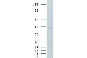 Validation with Western Blot (CK1 epsilon Protein (Transcript Variant 1) (Myc-DYKDDDDK Tag))