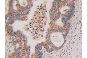 Figure. (Cytochrome C Antikörper  (AA 5-100))