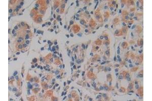 Immunohistochemistry (IHC) image for anti-Prokineticin 2 (PROK2) (AA 30-128) antibody (ABIN7431077)