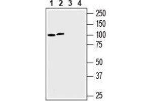 Western blot analysis of human chronic myelogenous leukemia K562 (lanes 1 and 3) and human prostate carcinoma LN-CaP (lanes 2 and 4) cell lines lysates: - 1, 2. (SLC43A1 Antikörper  (4th Extracellular Loop))