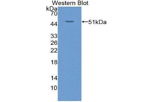 Western Blotting (WB) image for anti-Keratin 20 (KRT20) (AA 9-424) antibody (ABIN1868895)