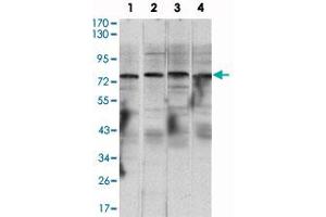 Western blot analysis using CHUK monoclonal antibody, clone 3G12H9  against Raji (1), Jurkat (2), THP-1 (3) and K-562 (4) cell lysate.