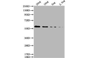 Western Blot Positive WB detected in: HIS fusion protein 2 at 20 ng, 10 ng, 5 ng, 2. (His Tag Antikörper)