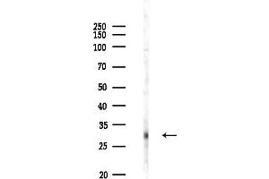 anti-GTPase, IMAP Family Member 6 (GIMAP6) antibody