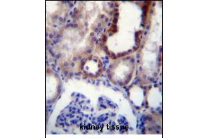 IGSF8 Antibody (Center) (ABIN656323 and ABIN2845622) immunohistochemistry analysis in formalin fixed and paraffin embedded human kidney tissue followed by peroxidase conjugation of the secondary antibody and DAB staining.